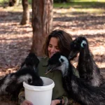 Emu Feeding At Private Farm In Margaret River