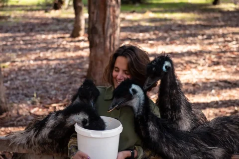 Emu Feeding At Private Farm In Margaret River