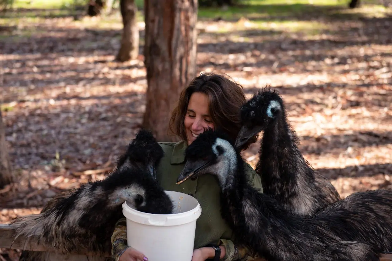 Emu Feeding At Private Farm In Margaret River